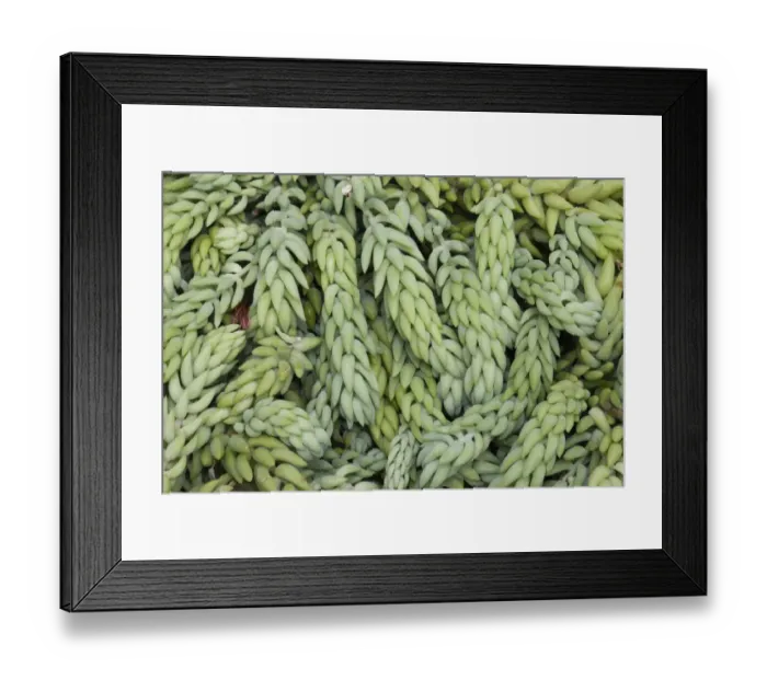 Framed Print : Burros Tail or Donkey Tail -Sedum morganianum-, native to Mexico Framed Print : Burros Tail or Donkey Tail -Sedum morganianum-, native to Mexico