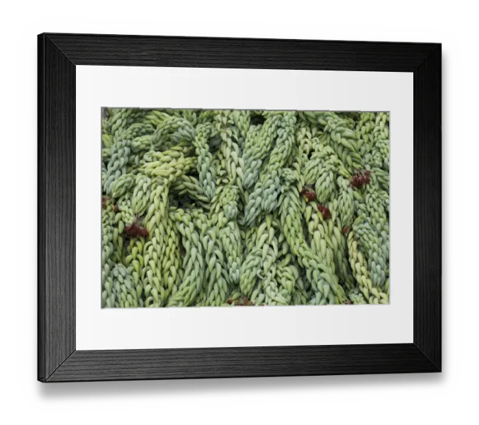 Framed Print : Burros Tail or Donkey Tail -Sedum morganianum-, native to Mexico Framed Print : Burros Tail or Donkey Tail -Sedum morganianum-, native to Mexico