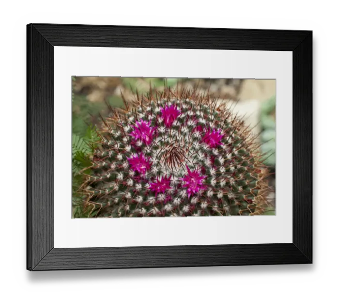 Framed Print : Mammillaria polythele cactus, native to Mexico Framed Print : Mammillaria polythele cactus, native to Mexico