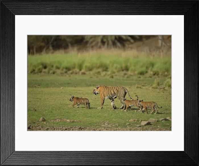 Framed Print : Bengal Tigers -Panthera tigris tigris-, female with three cubs in a dry lake bed, Ranthambore Tiger Reserve, India Framed Print : Bengal Tigers -Panthera tigris tigris-, female with three cubs in a dry lake bed, Ranthambore Tiger Reserve, India