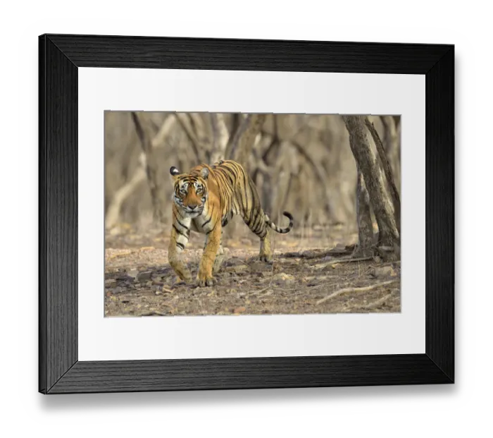 Framed Print : Bengal Tiger -Panthera tigris tigris- in the dry forest of Ranthambore Tiger Reserve, India Framed Print : Bengal Tiger -Panthera tigris tigris- in the dry forest of Ranthambore Tiger Reserve, India