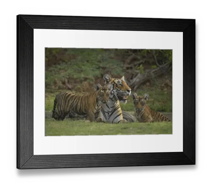 Framed Print : Bengal Tigers -Panthera tigris tigris-, female with cubs at a waterhole, Ranthambore Tiger Reserve, India Framed Print : Bengal Tigers -Panthera tigris tigris-, female with cubs at a waterhole, Ranthambore Tiger Reserve, India