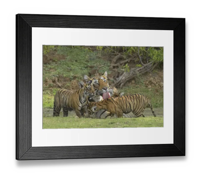 Framed Print : Bengal Tigers -Panthera tigris tigris-, female with cubs at a waterhole, Ranthambore Tiger Reserve, India Framed Print : Bengal Tigers -Panthera tigris tigris-, female with cubs at a waterhole, Ranthambore Tiger Reserve, India