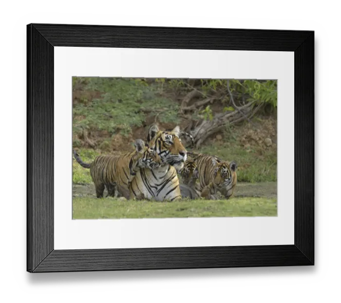 Framed Print : Bengal Tigers -Panthera tigris tigris-, female with cubs at a waterhole, Ranthambore Tiger Reserve, India Framed Print : Bengal Tigers -Panthera tigris tigris-, female with cubs at a waterhole, Ranthambore Tiger Reserve, India