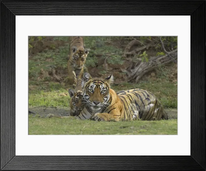 Framed Print : Bengal Tigers -Panthera tigris tigris-, female with cubs at a waterhole, Ranthambore Tiger Reserve, India Framed Print : Bengal Tigers -Panthera tigris tigris-, female with cubs at a waterhole, Ranthambore Tiger Reserve, India