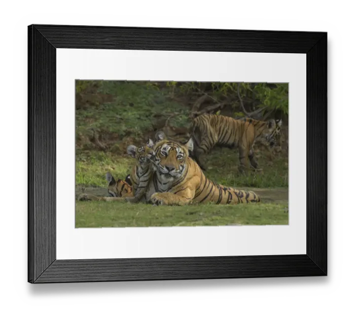 Framed Print : Bengal Tigers -Panthera tigris tigris-, female with cubs at a waterhole, Ranthambore Tiger Reserve, India