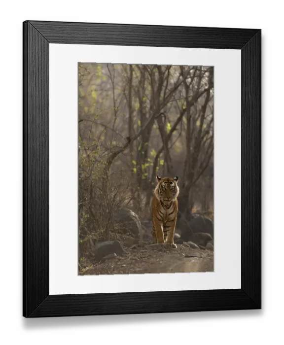 Framed Print : Bengal Tiger -Panthera tigris tigris- in the dry forest of Ranthambore Tiger Reserve, India Framed Print : Bengal Tiger -Panthera tigris tigris- in the dry forest of Ranthambore Tiger Reserve, India