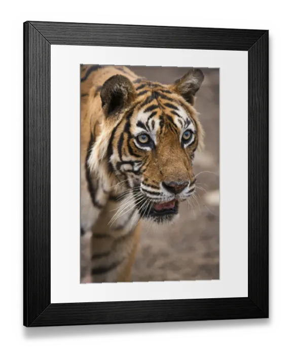 Framed Print : Bengal Tiger -Panthera tigris tigris-, Ranthambore Tiger Reserve, India Framed Print : Bengal Tiger -Panthera tigris tigris-, Ranthambore Tiger Reserve, India