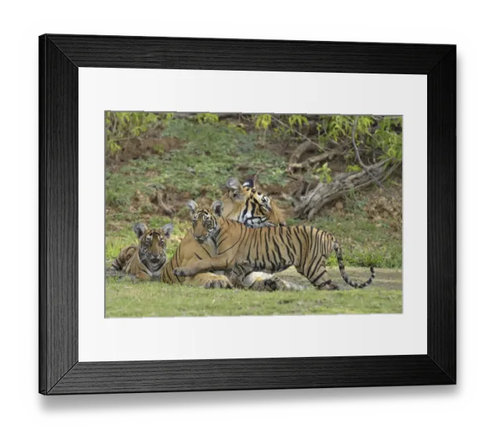 Framed Print : Bengal Tigers -Panthera tigris tigris-, female with cubs at a waterhole, Ranthambore Tiger Reserve, India Framed Print : Bengal Tigers -Panthera tigris tigris-, female with cubs at a waterhole, Ranthambore Tiger Reserve, India