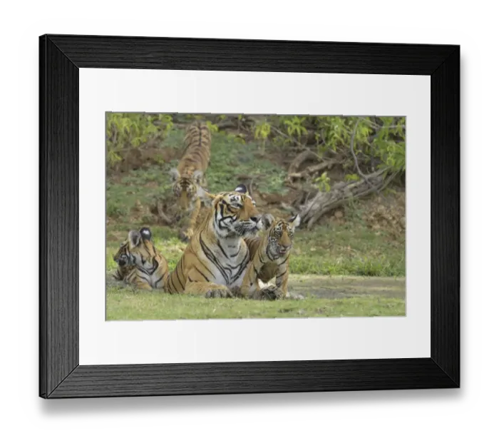 Framed Print : Bengal Tigers -Panthera tigris tigris-, female with cubs at a waterhole, Ranthambore Tiger Reserve, India Framed Print : Bengal Tigers -Panthera tigris tigris-, female with cubs at a waterhole, Ranthambore Tiger Reserve, India