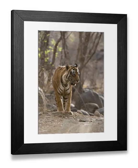 Framed Print : Bengal Tiger -Panthera tigris tigris- walking in the dry forest of Ranthambore Tiger Reserve, India