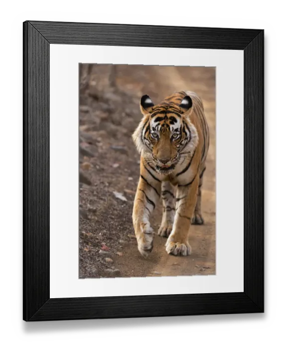 Framed Print : Bengal Tiger -Panthera tigris tigris- walking in the dry forest of Ranthambore Tiger Reserve, India Framed Print : Bengal Tiger -Panthera tigris tigris- walking in the dry forest of Ranthambore Tiger Reserve, India