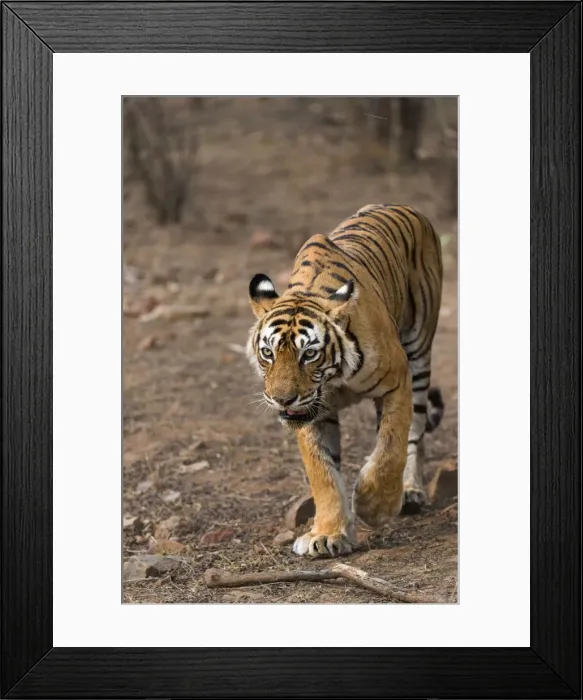 Framed Print : Bengal Tiger -Panthera tigris tigris- walking in the dry forest of Ranthambore Tiger Reserve, India Framed Print : Bengal Tiger -Panthera tigris tigris- walking in the dry forest of Ranthambore Tiger Reserve, India