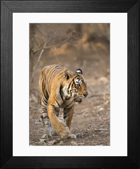 Framed Print : Bengal Tiger -Panthera tigris tigris- walking in the dry forest of Ranthambore Tiger Reserve, India Framed Print : Bengal Tiger -Panthera tigris tigris- walking in the dry forest of Ranthambore Tiger Reserve, India
