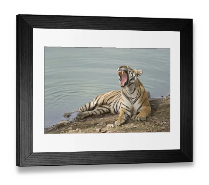 Framed Print : Bengal Tiger -Panthera tigris tigris- resting at a water hole, Ranthambore Tiger Reserve, India Framed Print : Bengal Tiger -Panthera tigris tigris- resting at a water hole, Ranthambore Tiger Reserve, India