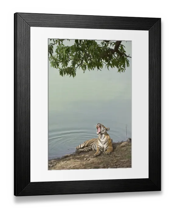 Framed Print : Bengal Tiger -Panthera tigris tigris- resting at a water hole, Ranthambore Tiger Reserve, India Framed Print : Bengal Tiger -Panthera tigris tigris- resting at a water hole, Ranthambore Tiger Reserve, India
