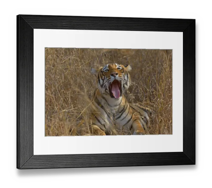 Framed Print : Bengal Tiger -Panthera tigris tigris- lying down and yawning in the dry forests of Ranthambore Tiger Reserve, India Framed Print : Bengal Tiger -Panthera tigris tigris- lying down and yawning in the dry forests of Ranthambore Tiger Reserve, India