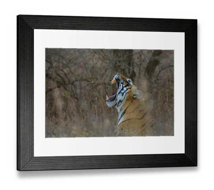 Framed Print : Bengal Tiger -Panthera tigris tigris- yawning in the dry forests of Ranthambore Tiger Reserve, India Framed Print : Bengal Tiger -Panthera tigris tigris- yawning in the dry forests of Ranthambore Tiger Reserve, India