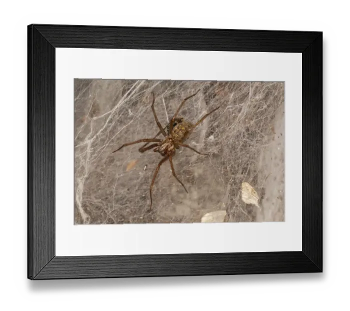 Framed Print : Dust spider or Dustbunny Spider -Tegenaria atrica- in the spiderweb, Baden-Wurttemberg, Germany Framed Print : Dust spider or Dustbunny Spider -Tegenaria atrica- in the spiderweb, Baden-Wurttemberg, Germany