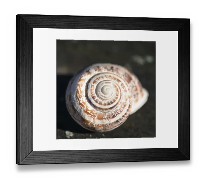 Framed Print : Snail shell Framed Print : Snail shell