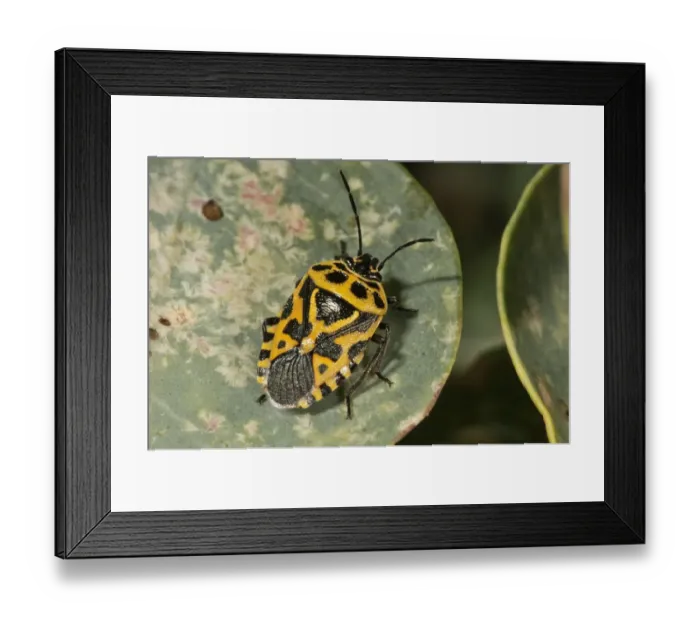 Framed Print : Red Cabbage Bug -Eurydema ornata-, yellow color variant, on the leaf of a caper bush, Rhodes, Greece Framed Print : Red Cabbage Bug -Eurydema ornata-, yellow color variant, on the leaf of a caper bush, Rhodes, Greece