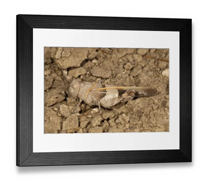 Framed Print : Slender Blue-winged Grasshopper -Sphingonotus caerulans-, Rhodes, Greece Framed Print : Slender Blue-winged Grasshopper -Sphingonotus caerulans-, Rhodes, Greece
