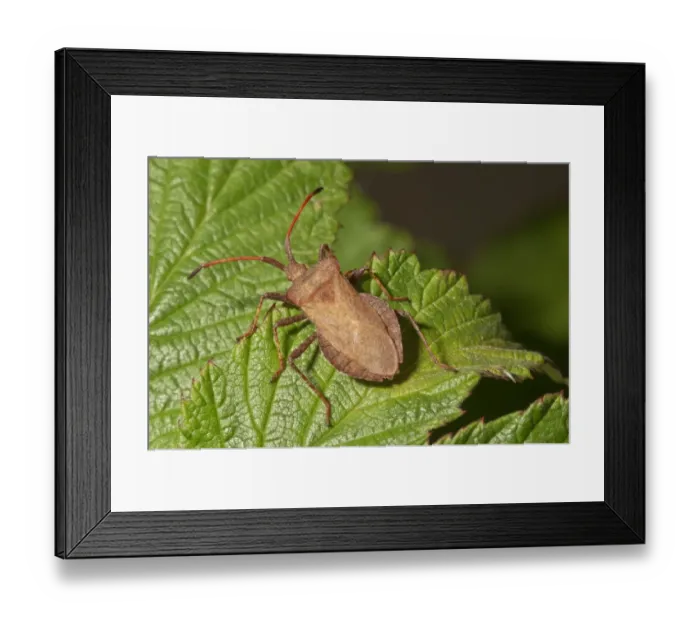 Framed Print : Dock Bug -Coreus marginatus-, Baden-Wurttemberg, Germany Framed Print : Dock Bug -Coreus marginatus-, Baden-Wurttemberg, Germany