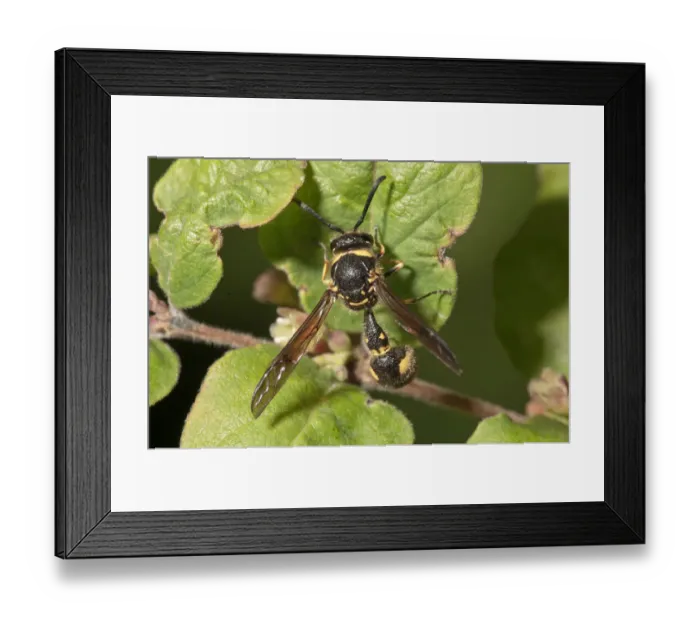 Framed Print : Potter wasp -Eumenes sp. -, Baden-Wurttemberg, Germany