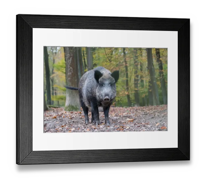Framed Print : Wild Boar -Sus scrofa-, captive, in the autumn forest, Hesse, Germany Framed Print : Wild Boar -Sus scrofa-, captive, in the autumn forest, Hesse, Germany
