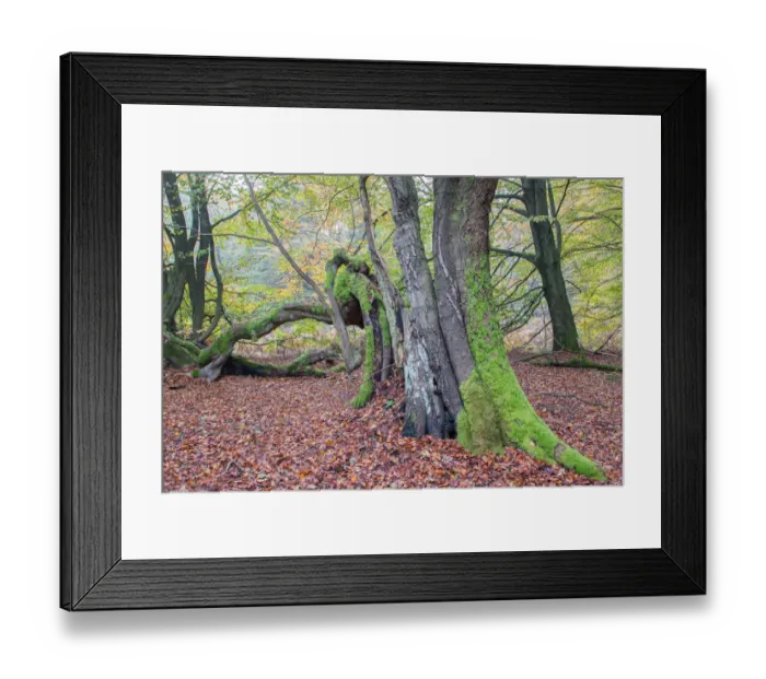 Framed Print : Decaying Beech -Fagus sylvatica- in autumn forest, primeval forest Sababurg, North Hesse, Hesse, Germany Framed Print : Decaying Beech -Fagus sylvatica- in autumn forest, primeval forest Sababurg, North Hesse, Hesse, Germany