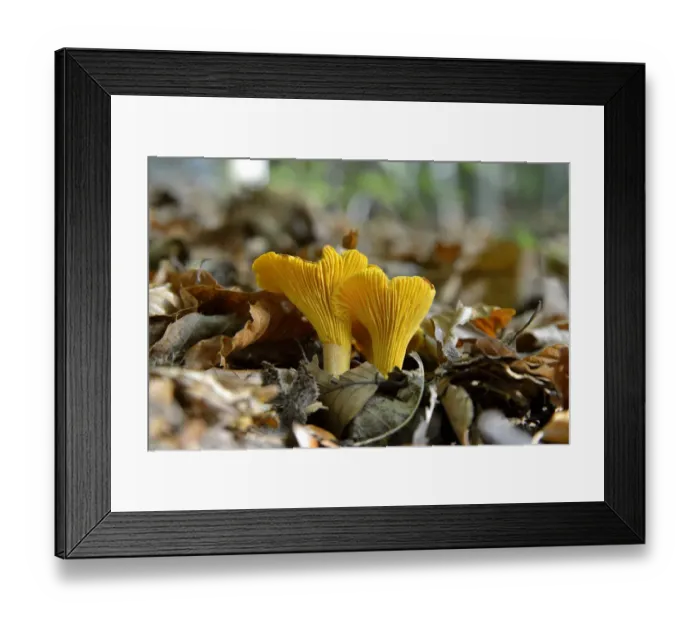 Framed Print : Golden Chanterelle or Chanterelle -Cantharellus cibarius-, Black Forest, Baden-Wurttemberg, Germany Framed Print : Golden Chanterelle or Chanterelle -Cantharellus cibarius-, Black Forest, Baden-Wurttemberg, Germany