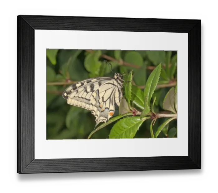 Framed Print : Swallowtail -Papilio machaon-, outside wings, Baden-Wurttemberg, Germany Framed Print : Swallowtail -Papilio machaon-, outside wings, Baden-Wurttemberg, Germany