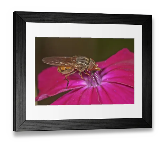Framed Print : Rhingia campestris hoverfly, sucking nectar from bloody cranes-bill, Baden-Wurttemberg, Germany Framed Print : Rhingia campestris hoverfly, sucking nectar from bloody cranes-bill, Baden-Wurttemberg, Germany