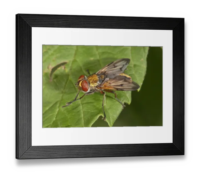 Framed Print : Ectophasia oblonga, Tachinid fly, Baden-Wurttemberg, Germany Framed Print : Ectophasia oblonga, Tachinid fly, Baden-Wurttemberg, Germany