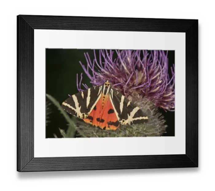Framed Print : Jersey Tiger -Euplagia quadripunctaria- sucking on Woolly Thistle -Cirsium eriophorum-, Baden-Wurttemberg, Germany