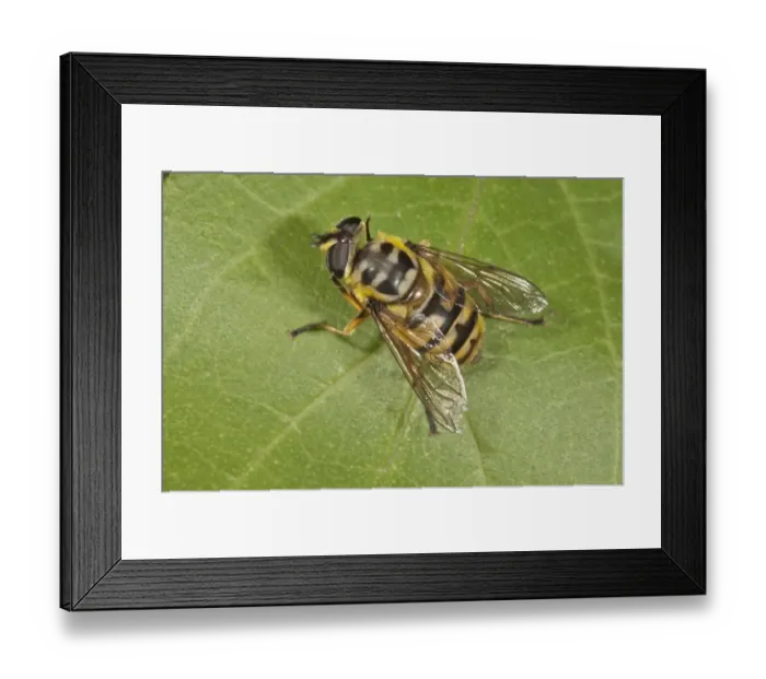 Framed Print : Dead Head Fly -Myathropa florea-, female, Baden-Wurttemberg, Germany Framed Print : Dead Head Fly -Myathropa florea-, female, Baden-Wurttemberg, Germany