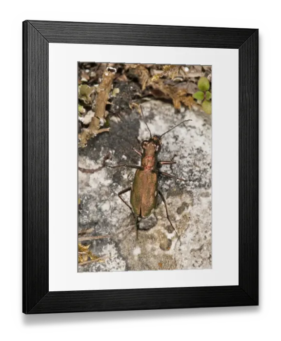 Framed Print : German Tiger Beetle -Cicindela germanica- smallest tiger beetle of Central Europe, very rare, Baden-Wurttemberg, Germany Framed Print : German Tiger Beetle -Cicindela germanica- smallest tiger beetle of Central Europe, very rare, Baden-Wurttemberg, Germany