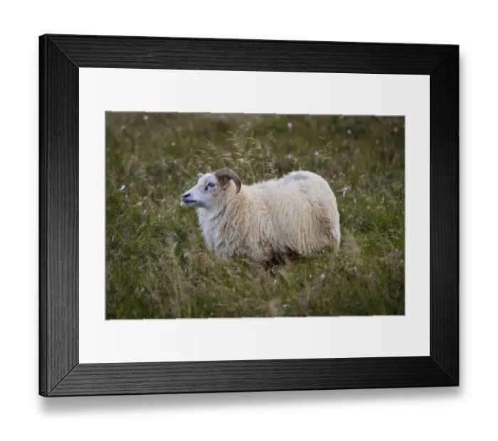 Framed Print : Sheep, Reykjanesskagi, Southern Peninsula or Reykjanes, Iceland Framed Print : Sheep, Reykjanesskagi, Southern Peninsula or Reykjanes, Iceland