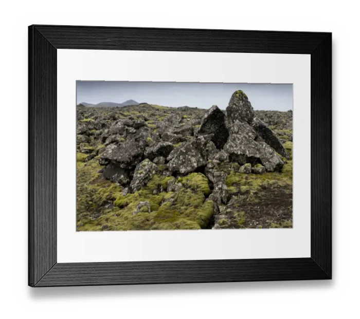 Framed Print : Elongate Rock Moss -Niphotrichum elongatum- growing in a lava field, Reykjanesskagi, Southern Peninsula or Reykjanes, Iceland Framed Print : Elongate Rock Moss -Niphotrichum elongatum- growing in a lava field, Reykjanesskagi, Southern Peninsula or Reykjanes, Iceland