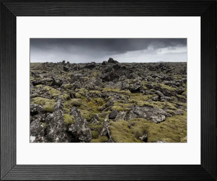 Framed Print : Elongate Rock Moss -Niphotrichum elongatum- growing in a lava field, Reykjanesskagi, Southern Peninsula or Reykjanes, Iceland Framed Print : Elongate Rock Moss -Niphotrichum elongatum- growing in a lava field, Reykjanesskagi, Southern Peninsula or Reykjanes, Iceland