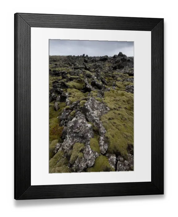 Framed Print : Elongate Rock Moss -Niphotrichum elongatum- growing in a lava field, Reykjanesskagi, Southern Peninsula or Reykjanes, Iceland