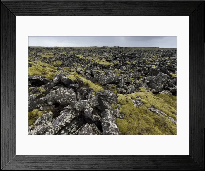 Framed Print : Elongate Rock Moss -Niphotrichum elongatum- growing in a lava field, Reykjanesskagi, Southern Peninsula or Reykjanes, Iceland Framed Print : Elongate Rock Moss -Niphotrichum elongatum- growing in a lava field, Reykjanesskagi, Southern Peninsula or Reykjanes, Iceland