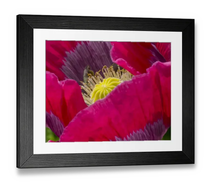 Framed Print : Opium Poppy -Papaver somniferum- Framed Print : Opium Poppy -Papaver somniferum-