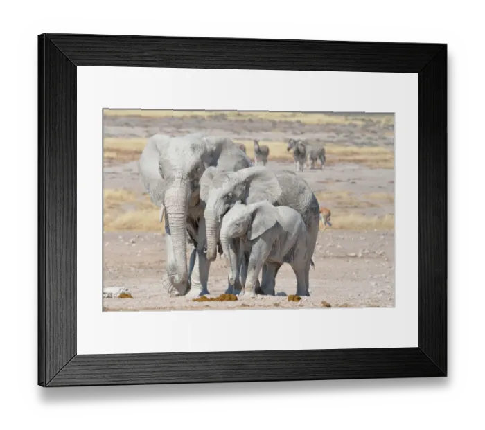 Framed Print : African Elephants -Loxodonta africana-, covered with mud, near Newbroni waterhole, Etosha National Park, Namibia