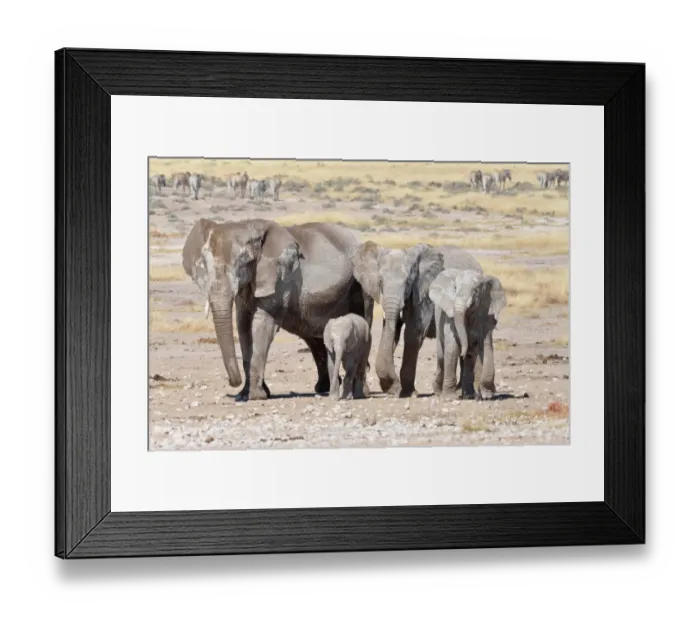 Framed Print : Herd of African Elephants -Loxodonta africana-, female and young, covered with dried mud, near Newbroni waterhole, Etosha National Park, Namibia Framed Print : Herd of African Elephants -Loxodonta africana-, female and young, covered with dried mud, near Newbroni waterhole, Etosha National Park, Namibia