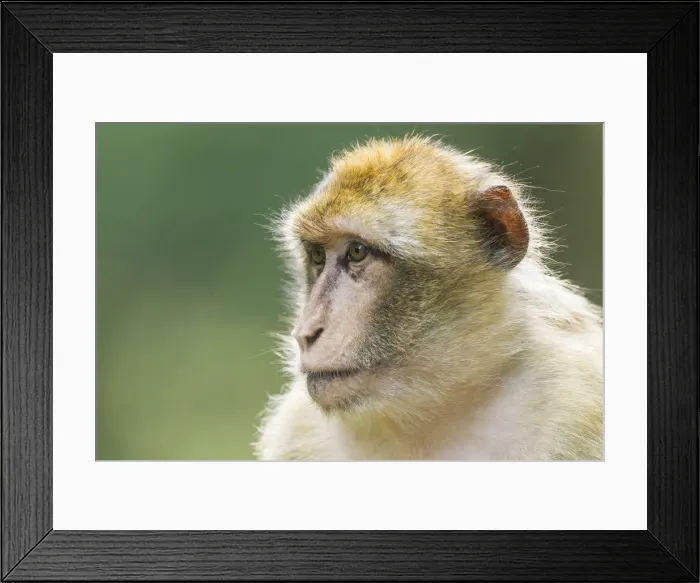Framed Print : Barbary Macaque -Macaca sylvanus-, captive Framed Print : Barbary Macaque -Macaca sylvanus-, captive