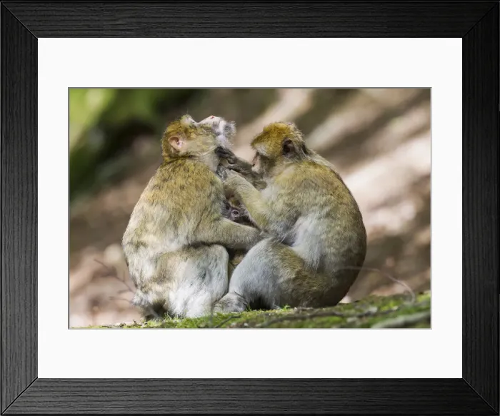 Framed Print : Barbary Macaques -Macaca sylvanus-, captive Framed Print : Barbary Macaques -Macaca sylvanus-, captive