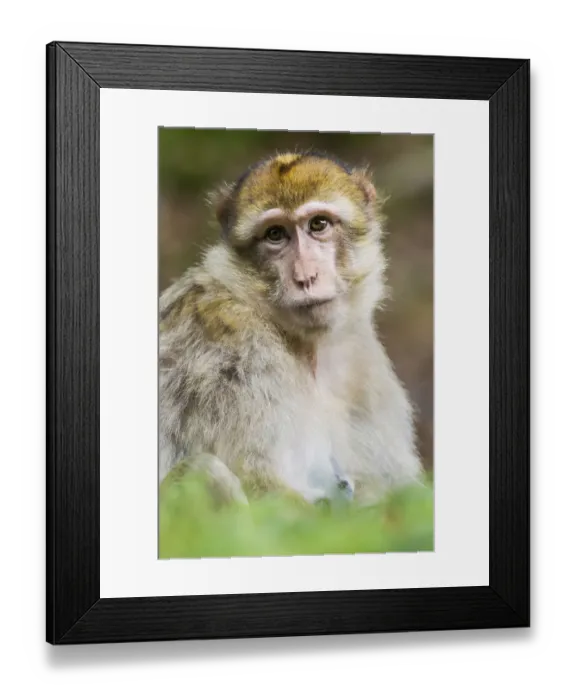 Framed Print : Barbary Macaque -Macaca sylvanus-, adult, captive Framed Print : Barbary Macaque -Macaca sylvanus-, adult, captive