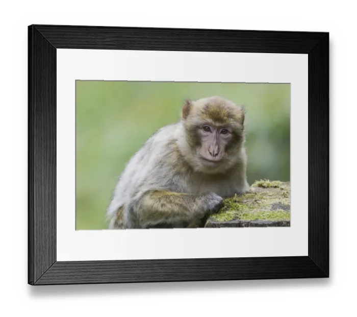 Framed Print : Barbary Macaque -Macaca sylvanus-, adult, captive Framed Print : Barbary Macaque -Macaca sylvanus-, adult, captive
