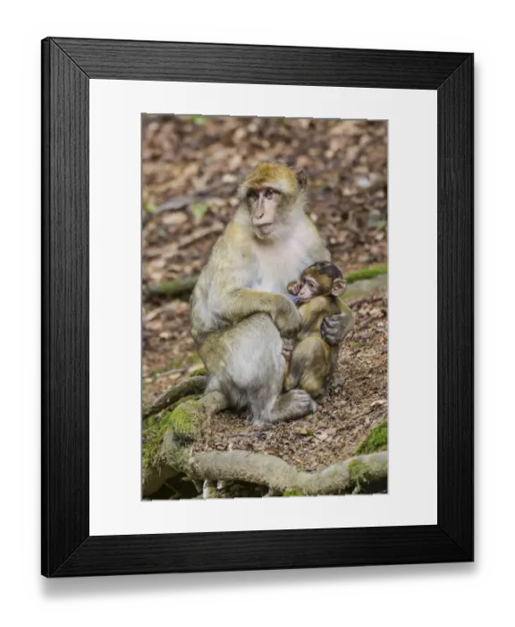 Framed Print : Barbary Macaque -Macaca sylvanus-, adult with young, captive Framed Print : Barbary Macaque -Macaca sylvanus-, adult with young, captive
